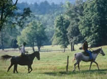 couple riding in the woods